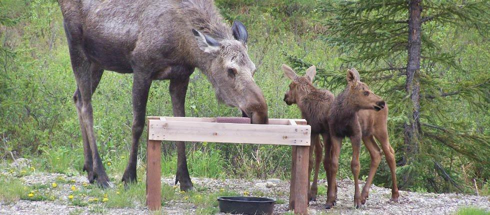 Denali Touch Of Wilderness B&B Healy Zewnętrze zdjęcie