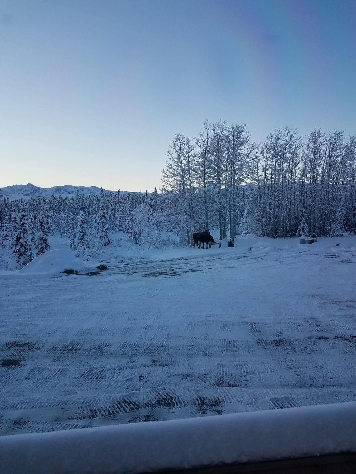 Denali Touch Of Wilderness B&B Healy Zewnętrze zdjęcie